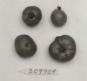 Click for 1 image(s) for this accession. FRUIT